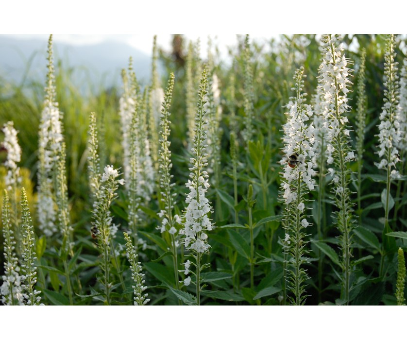White Speedwell